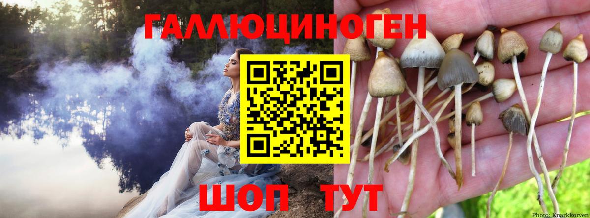 Псилоцибиновые грибы Psilocybine cubensis  Вход с VPN  Камышлов 